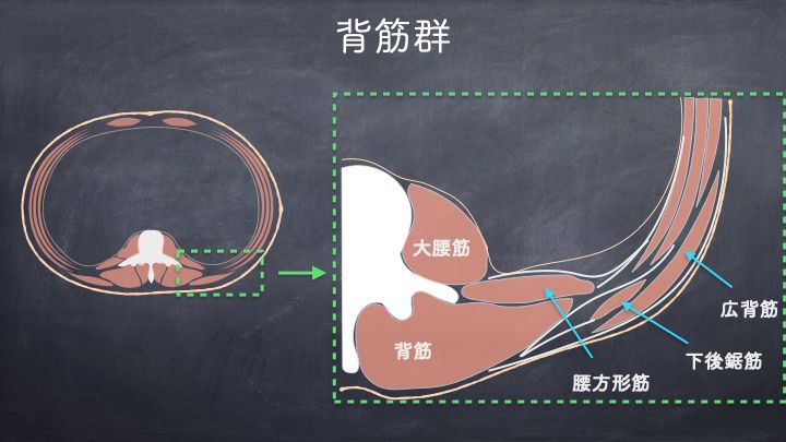 体幹背筋群